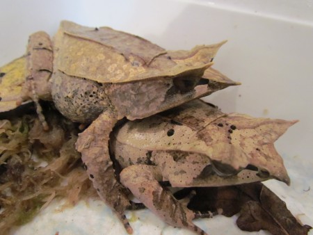 Megophrys nasuta